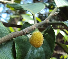 Artocarpus gomezianus 16.JPG