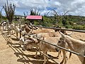 Миниатюра для Файл:Aruba Donkey Sanctuary.jpeg