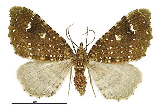 <i>Asaphodes limonodes</i> species of moth endemic to New Zealand