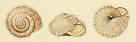 Ashfordia granulata