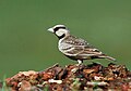 Ashy-crowned Sparrow Lark (Male) I IMG 8244.jpg