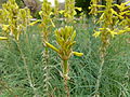 Vignette pour Asphodeline lutea