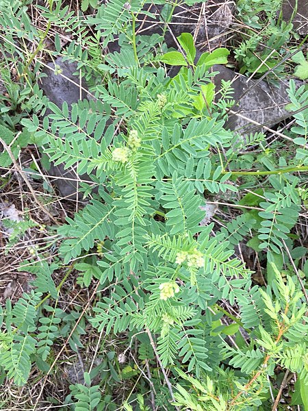 File:Astragalus neglectus 1.jpg