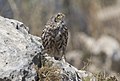 * Nomination A Little owl (Athene noctua). Cambazlı, Silifke - Mersin, Turkey. --Zcebeci 16:14, 11 August 2015 (UTC) * Promotion Good quality. --Atamari 19:10, 11 August 2015 (UTC)