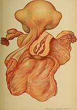 Thumbnail for File:Atlas and epitome of gynecology (1900) (14761683774).jpg