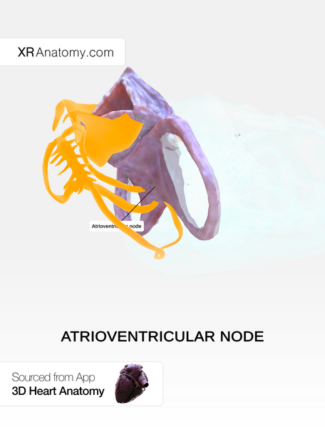 File:Atrioventricular node.png