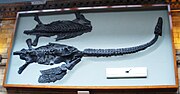 Miniatura per Attenborosaurus