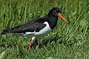 Austernfischer (Haematopus ostralegus)