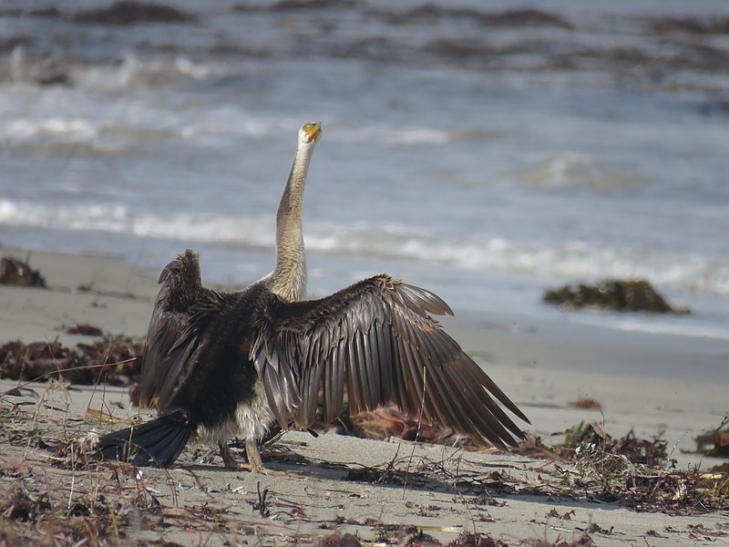 File:Australasian darter (Anhinga novaehollandiae) at Tern Island Nature Reserve, June 2022 08.jpg