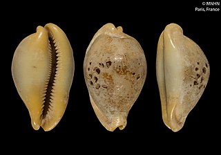 <i>Austrasiatica deforgesi</i> Species of gastropod