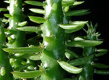 Austrocylindropuntia subulata1.jpg