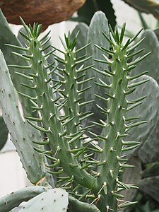 Austrocylindropuntia subulata