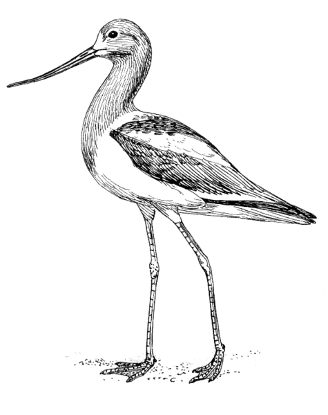 File:Avocet (PSF).png