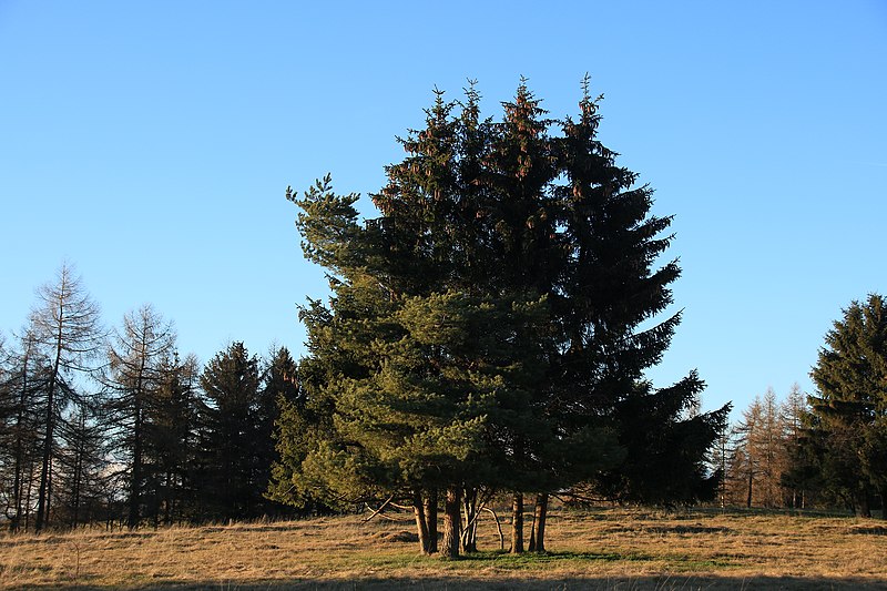 File:Bäume Zollernalb (02).jpg