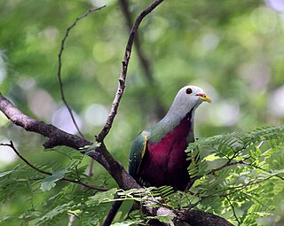 <span class="mw-page-title-main">Wompoo fruit dove</span> Species of bird