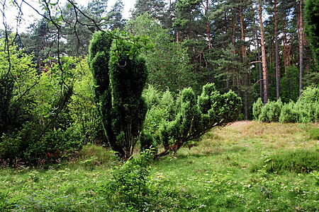 BOR 023 NSG Hülstenholter Wacholderheide4