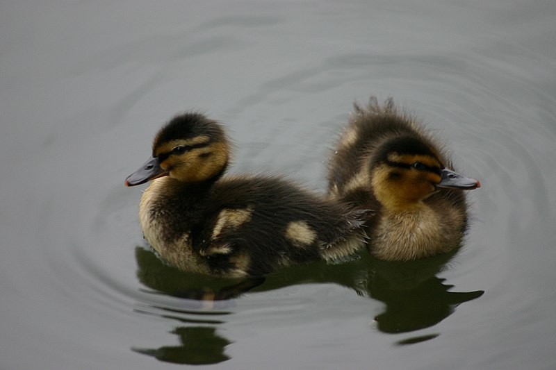 File:Baby Ducks.jpg