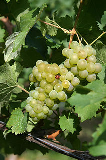 Bacchus (grape) Variety of grape