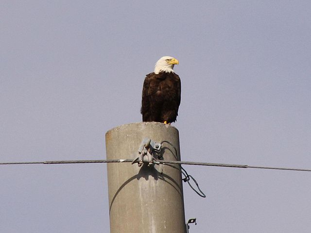 Bald eagles inhabit the refuge.