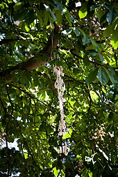 Balloon remains in the branches of a chestnut tree Balloon remains in a chestnut tree IMG 3374 edit.jpg