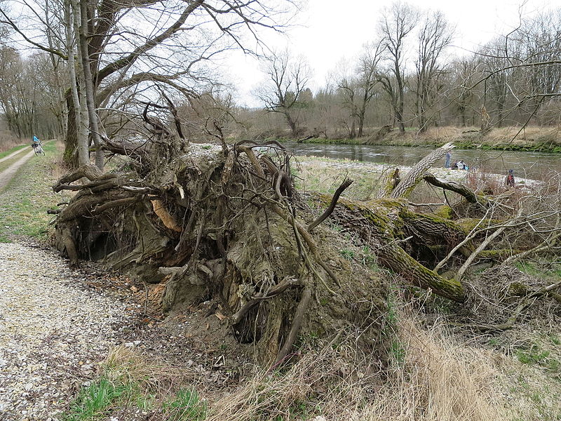 File:Baumleiche an der Isar 04.JPG