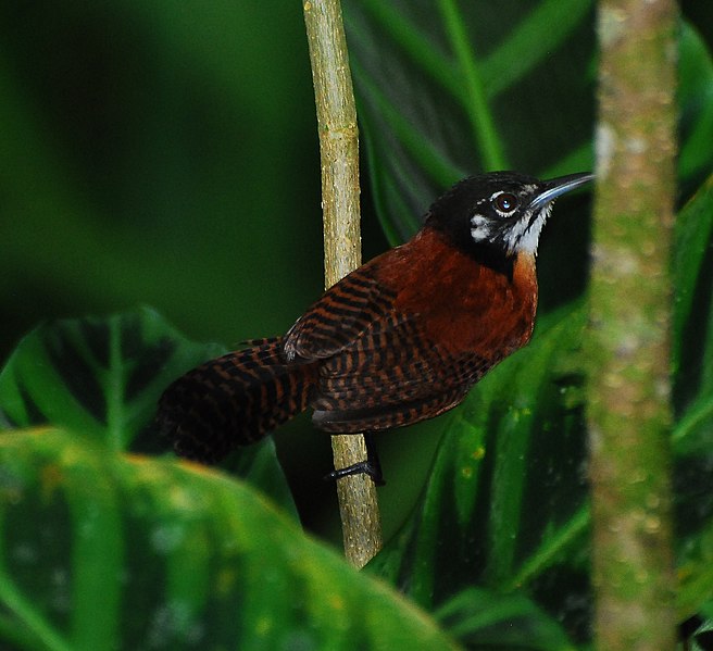 File:Bay Wren.jpg