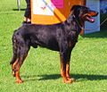 Barely-there merle markings on a Beauceron