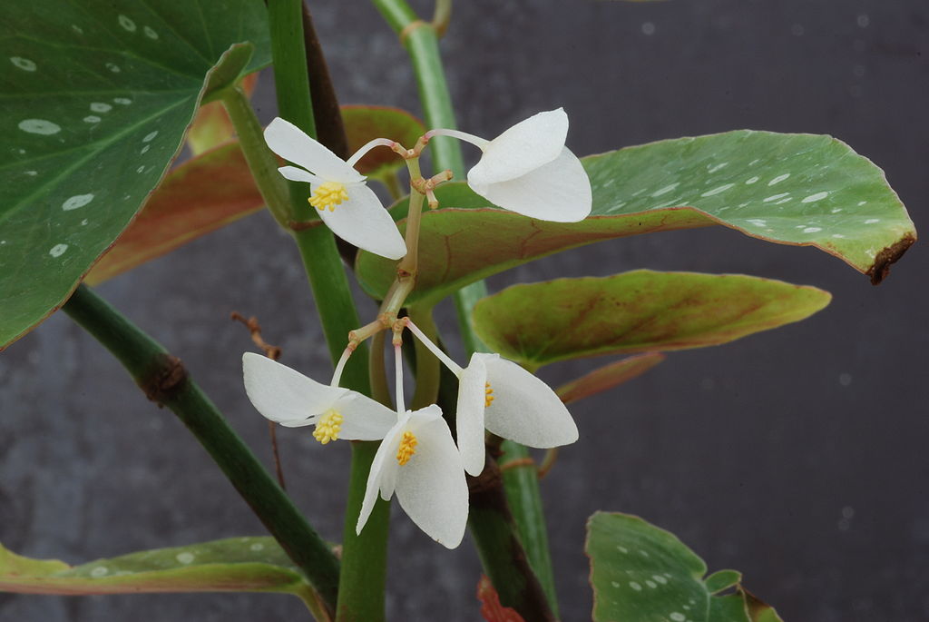 Begonia maculata Raddi 03