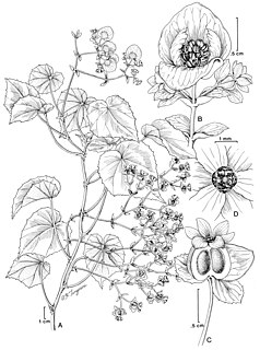 <i>Begonia ynesiae</i> Species of flowering plant