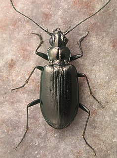 <i>Bembidion planatum</i> Species of beetle