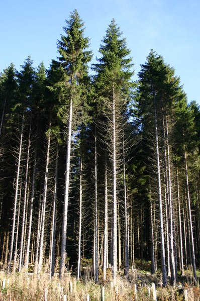 File:Bennachie Forest at Donview - geograph.org.uk - 143012.jpg