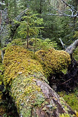 Fallen logs are critical components of the nutrient cycle in terrestrial forests. Nurse logs form habitats for other creatures that decompose the materials and recycle the nutrients back into production. Berge naturreservat omkullfallet liten tall.jpg