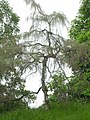 image=https://commons.wikimedia.org/wiki/File:Bergpark_Wilhelmshöhe_-_Baum_318_2019-05-27.JPG