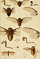 Berliner entomologische Zeitschrift (1902) (20178935418).jpg