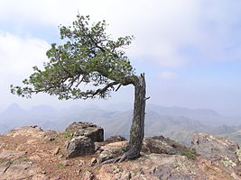 Big Bend National Park PB122656.jpg