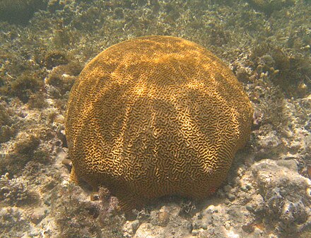 A big brain coral in Goat Bay (Bahía de la Chiva)