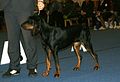 Black and Tan Coonhound