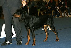 Black & Tan Coonhound 1.JPG