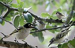 Thumbnail for File:Black Capped Vireo From The Crossley ID Guide Eastern Birds.jpg