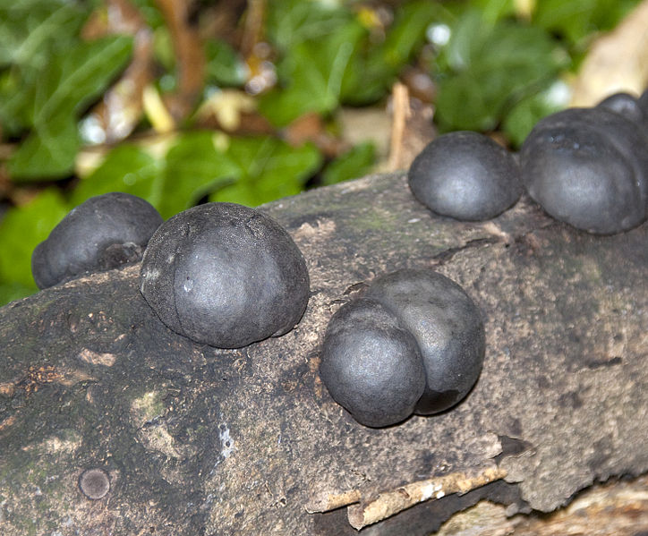 File:Black Fungi (4032301440).jpg