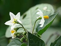 Black Nightshade - Flickr - drzewostan (2).jpg