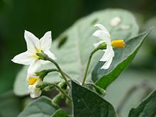 Petty morel (Solanum nigrum) Black Nightshade - Flickr - treegrow (2).jpg