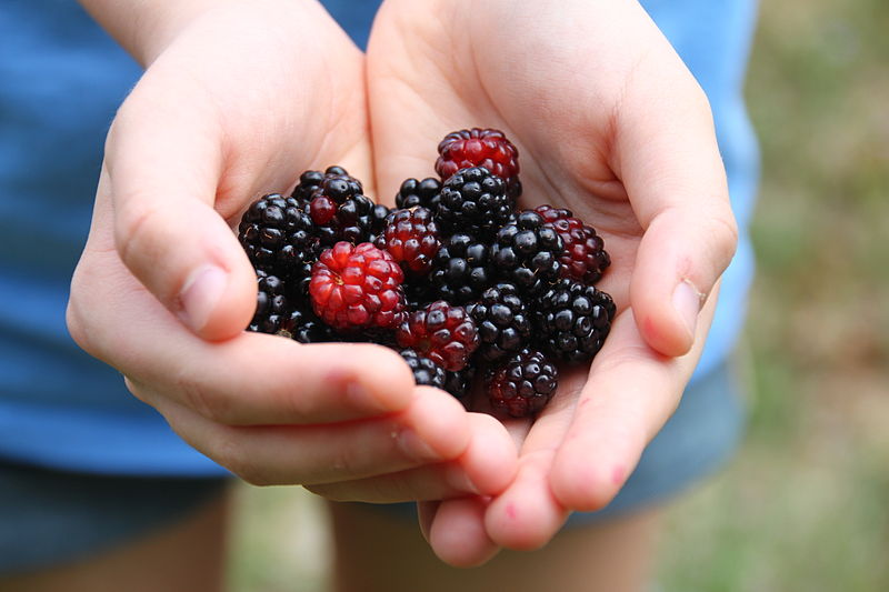 File:Blackberries-6383.jpg