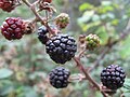 Thumbnail for Rubus ulmifolius