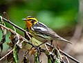 Thumbnail for Blackburnian warbler