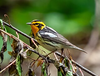 <span class="mw-page-title-main">Blackburnian warbler</span> Species of bird