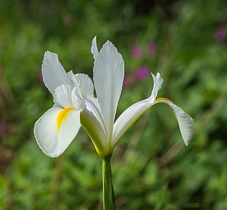 Iris sibirica 'Alba' (Siberian Iris)