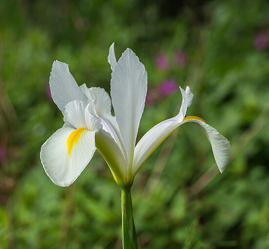 Hoa Iris sibirica giống 'Alba' tại Tuinreservaat Jonkervallei, Hà Lan. Hình: Dominicus Johannes Bergsma