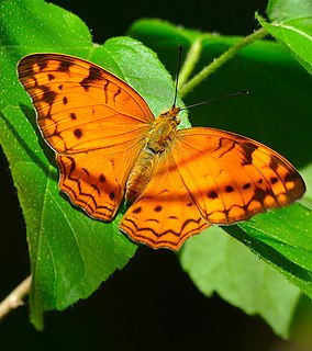 <i>Lachnoptera ayresii</i> species of insect