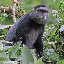 Голубая обезьяна (Cercopithecus mitis stuhlmanni) .jpg